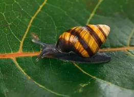 _宝石蜗牛生活在哪里_神鬼世界魔剑是打什么宝石