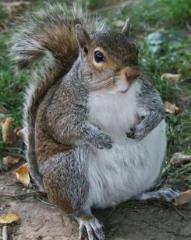 美洲松鼠乐享北美__美国黑松鼠