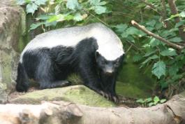 平头哥蜜獾最怕什么__平头哥蜜獾是保护动物吗