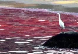 会变颜色的海洋生物_海洋变色龙是哪两种生物_