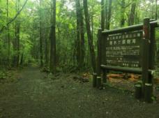 _乌鸦之森林谜2完美版_发光细菌是能发出绿色